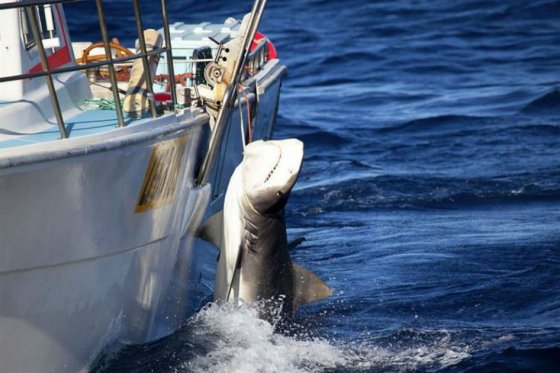 pesca tiburones, panorama náutico