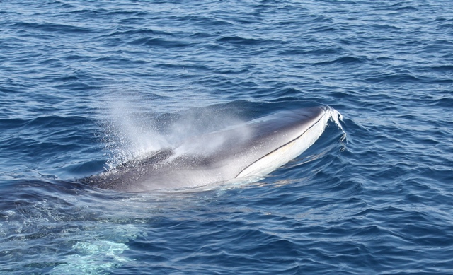 panorama náutico, avistamientos de cetáceos, Edmaktub, ballenas