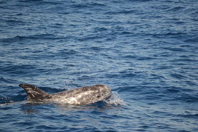 panorama náutico, avistamientos de cetáceos, Edmaktub, ballenas