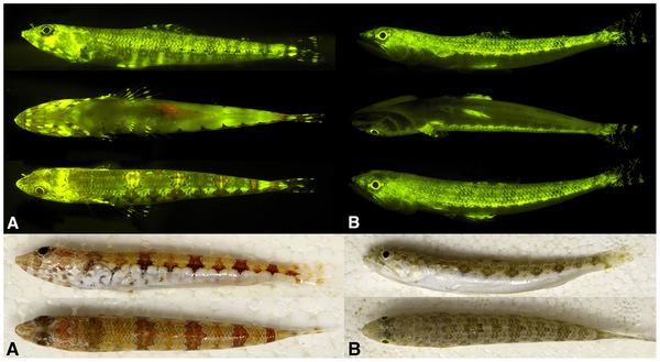 peces fluorescentes, panorama náutico