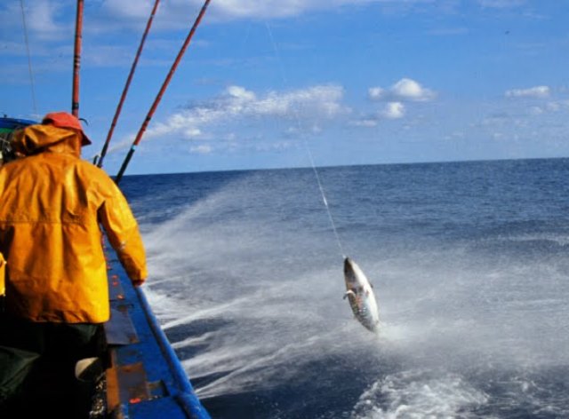 pesca bonito, panorama náutico